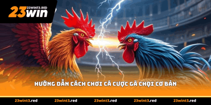 Hướng dẫn cách chơi cá cược gà chọi cơ bản