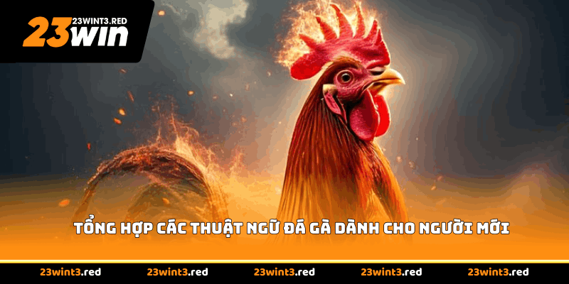 Tổng hợp các thuật ngữ đá gà dành cho người mới